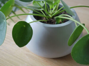 Vase ou cache-pot en béton gris clair en forme de ballon avec plante Pilea peperomioides